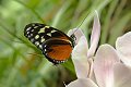 Heliconius Hecale Tiger Longwing vlinder vlinders butterfly butterflies papillon papillons